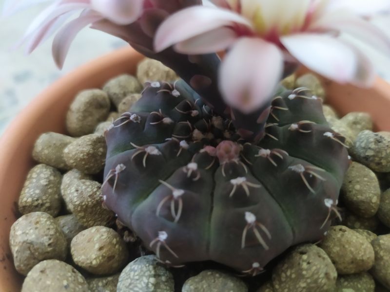 A photo of Gymnocalycium quehlianum