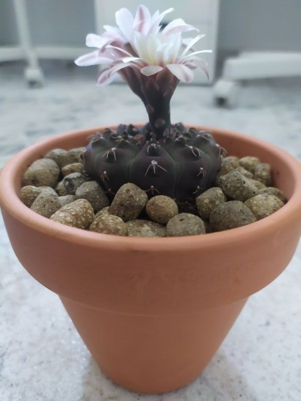 A photo of Gymnocalycium quehlianum
