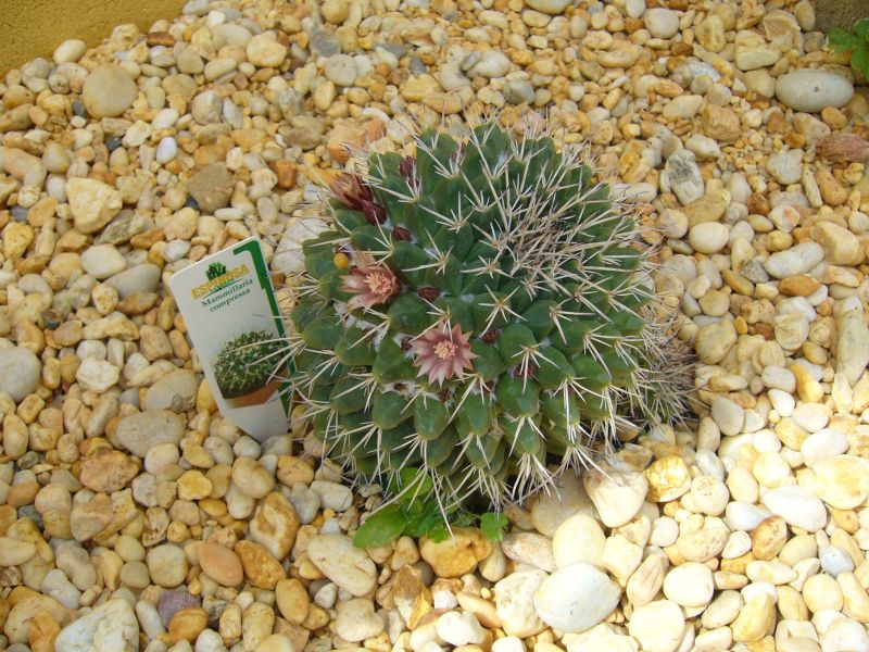 Una foto de Mammillaria compressa ssp. compressa