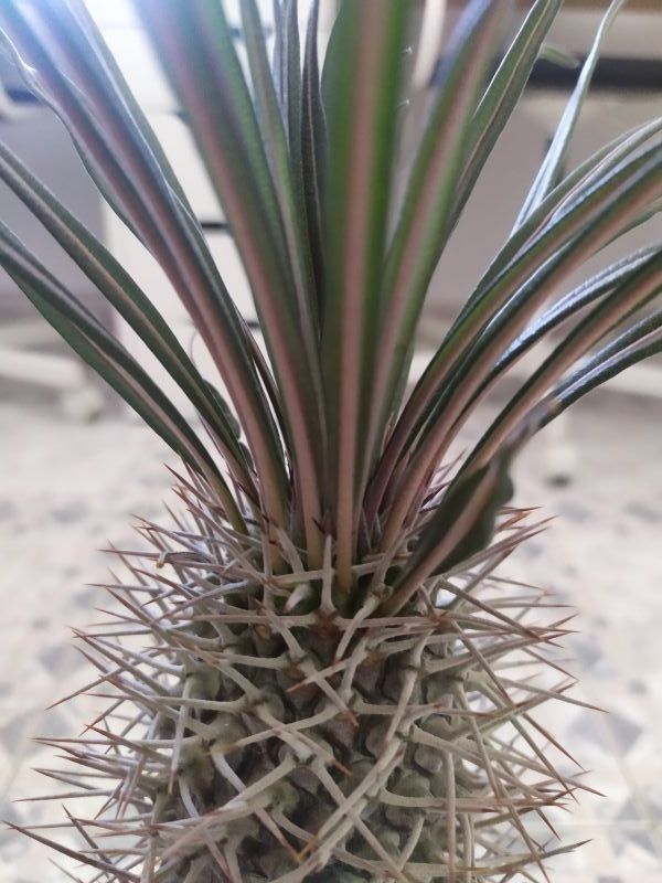 Una foto de Pachypodium geayi