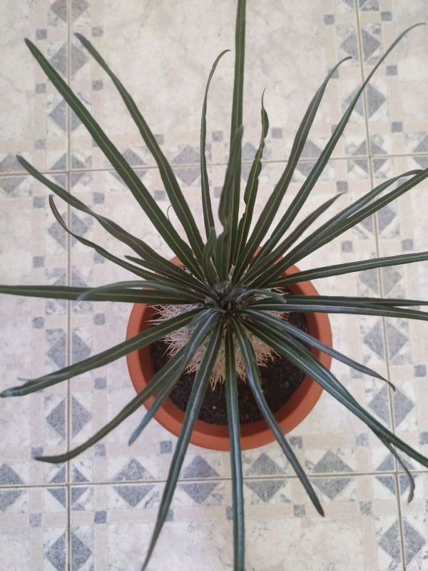 Una foto de Pachypodium geayi