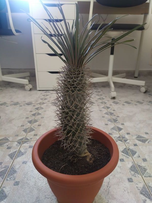Una foto de Pachypodium geayi
