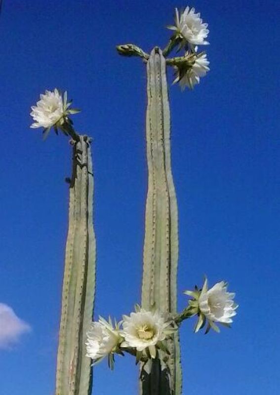 Una foto de Echinopsis pachanoi