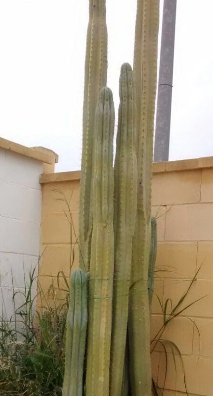 Una foto de Echinopsis pachanoi