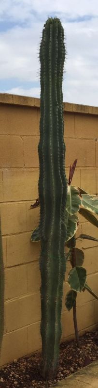 Una foto de Cephalocereus euphorbioides