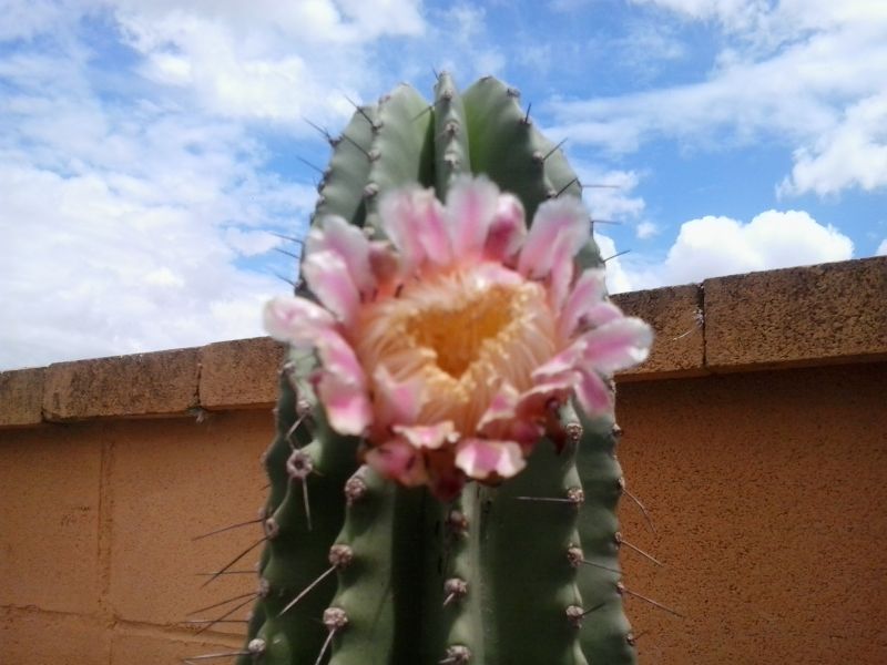 Una foto de Cephalocereus euphorbioides