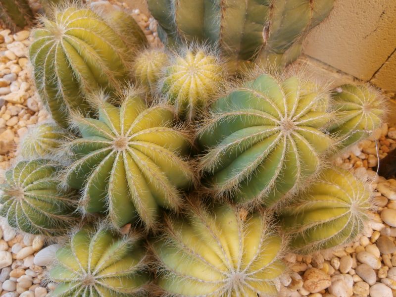 A photo of Parodia magnifica