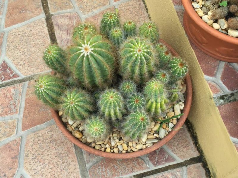 A photo of Parodia magnifica