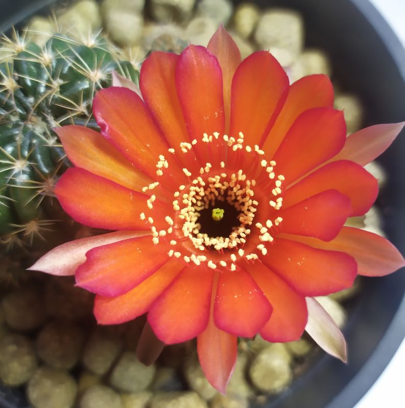 Una foto de Echinopsis arachnacantha