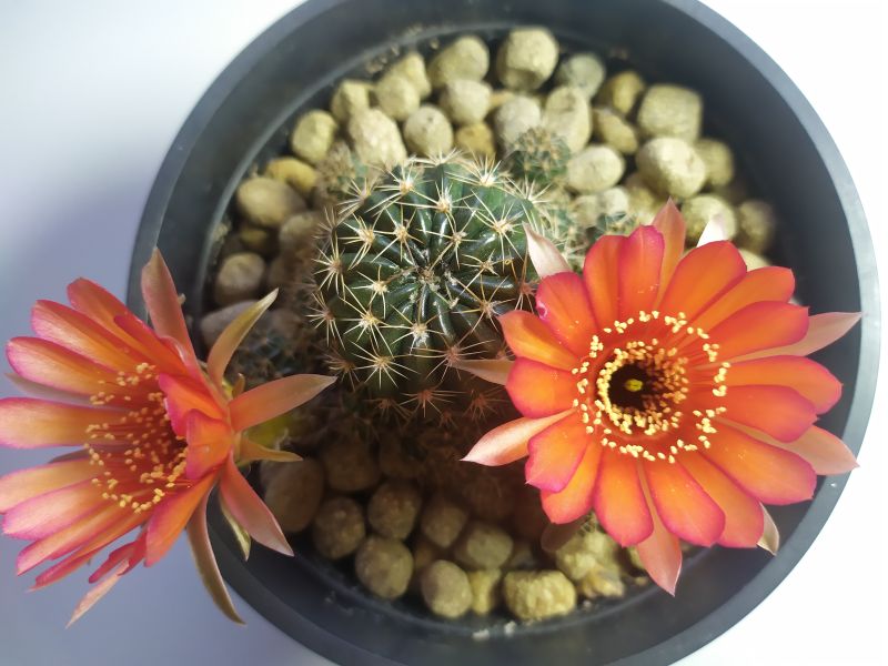 Una foto de Echinopsis arachnacantha