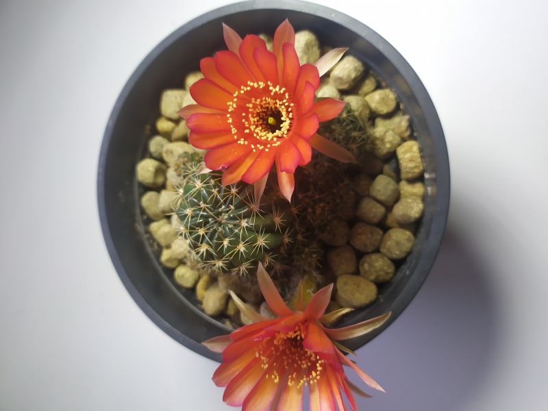 Una foto de Echinopsis arachnacantha