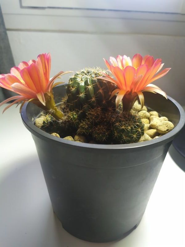 Una foto de Echinopsis arachnacantha