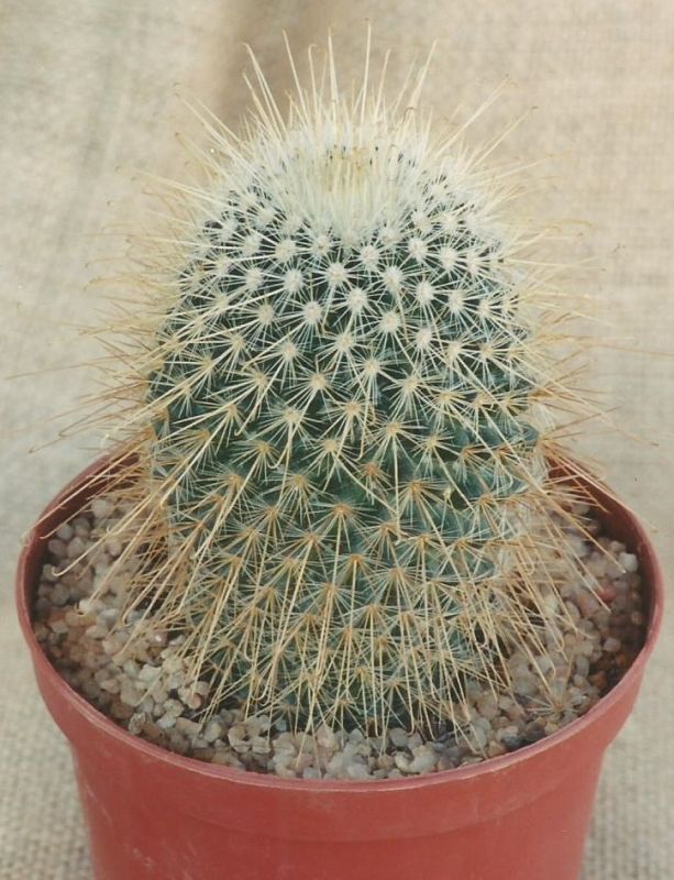 A photo of Mammillaria magnifica