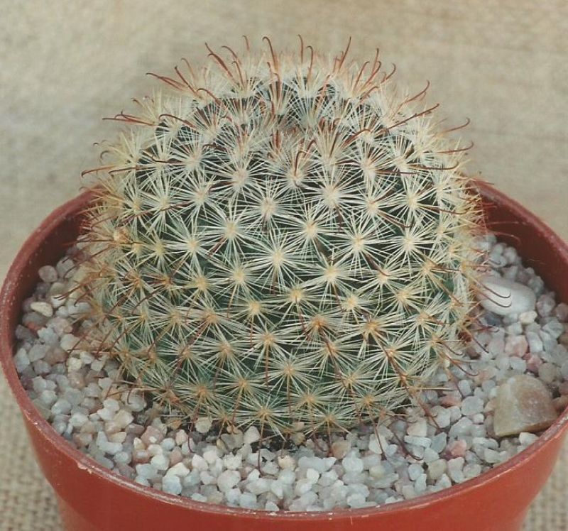 Una foto de Mammillaria jaliscana