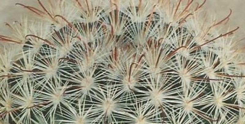 Una foto de Mammillaria jaliscana