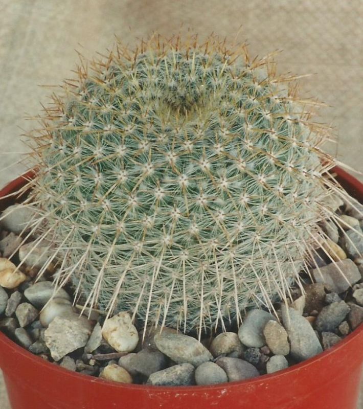 Una foto de Mammillaria muehlenpfordtii