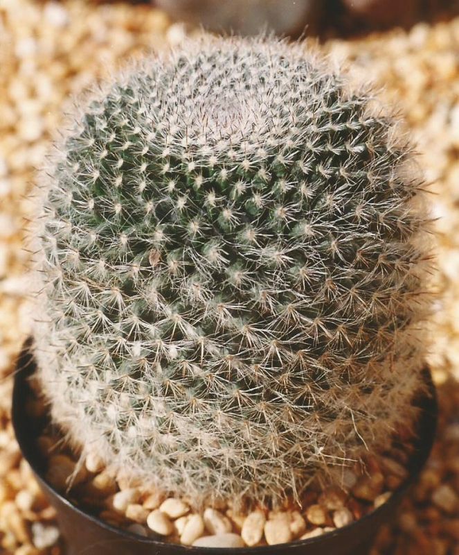 A photo of Mammillaria hahniana