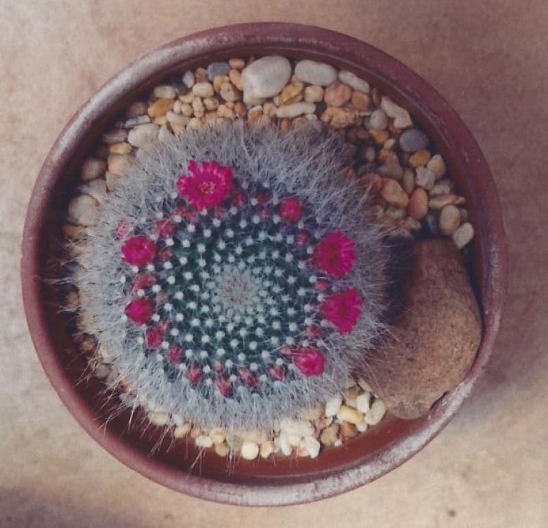 A photo of Mammillaria hahniana