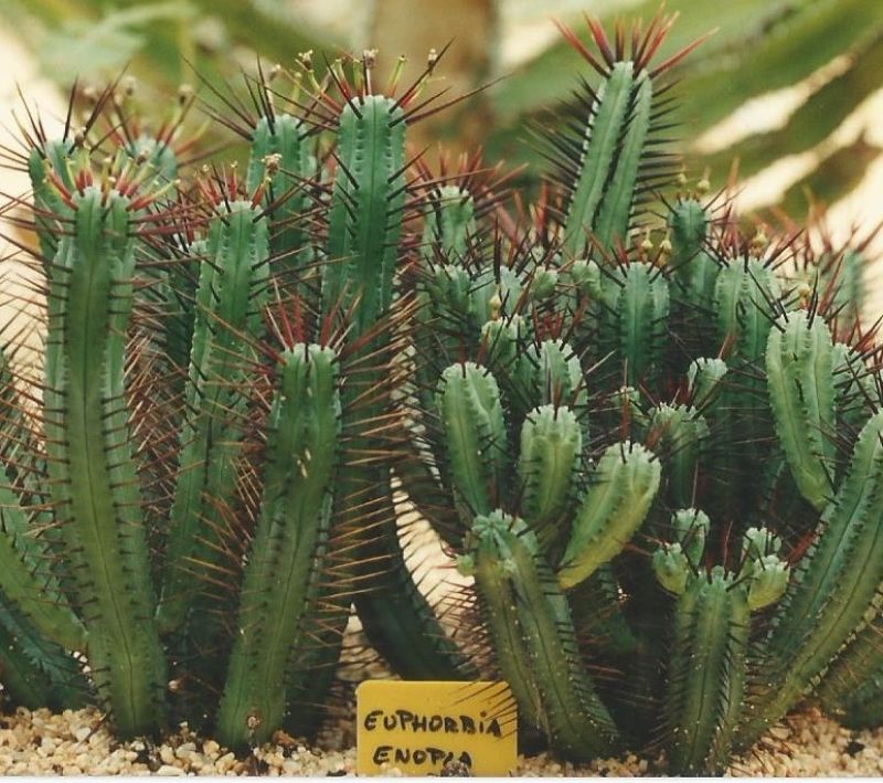 A photo of Euphorbia enopla