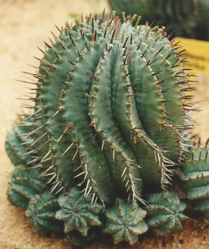 Una foto de Euphorbia horrida