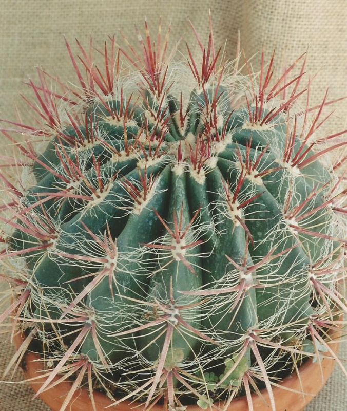 A photo of Ferocactus pilosus