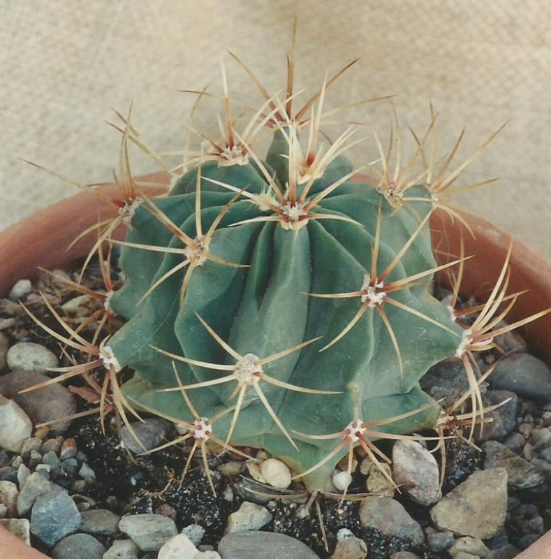 A photo of Ferocactus histrix
