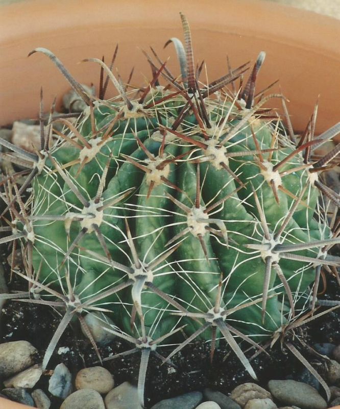 A photo of Ferocactus peninsulae