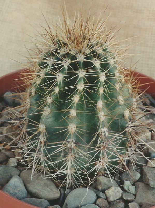 Foto de un cactus que se está identificando actualmente