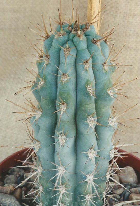 A photo of Browningia hertlingiana