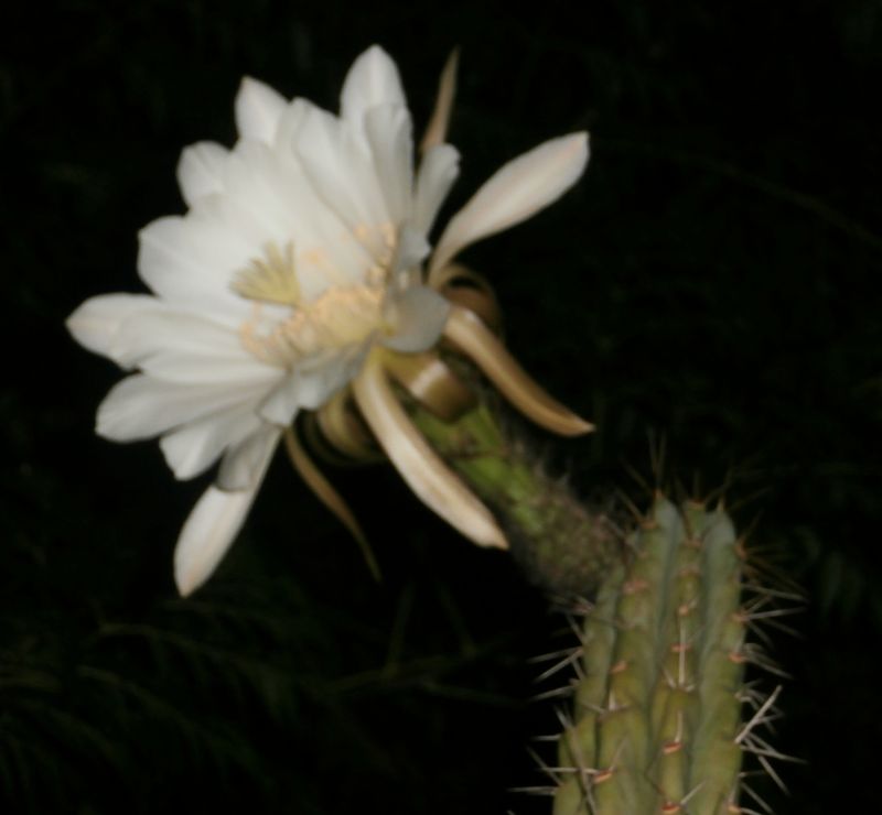 Foto de un cactus que se está identificando actualmente
