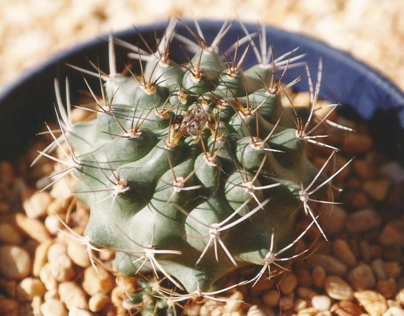 Photo of a cactus currently being identified