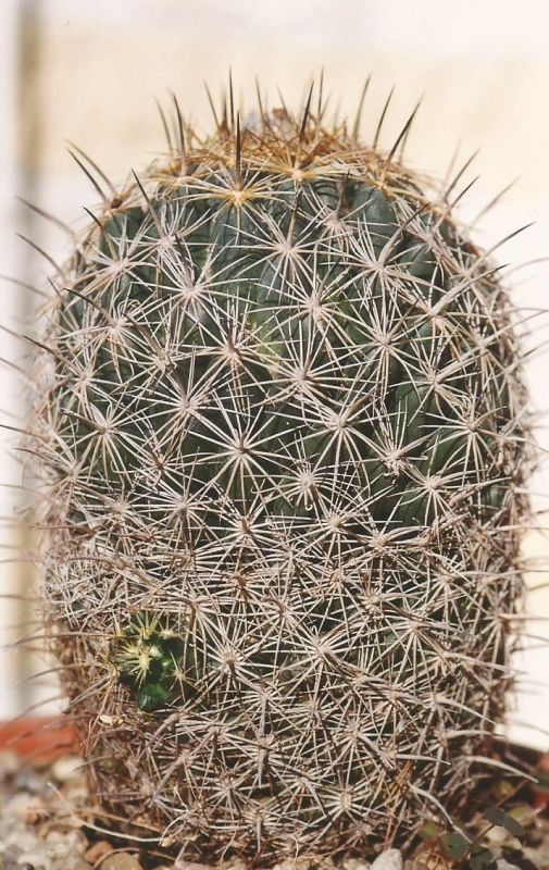 Una foto de Coryphantha cornifera