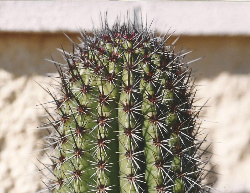 Una foto de Stenocereus thurberi subsp. thurberi