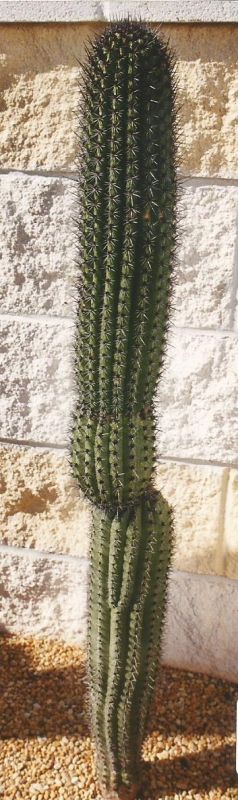 Una foto de Stenocereus thurberi subsp. thurberi