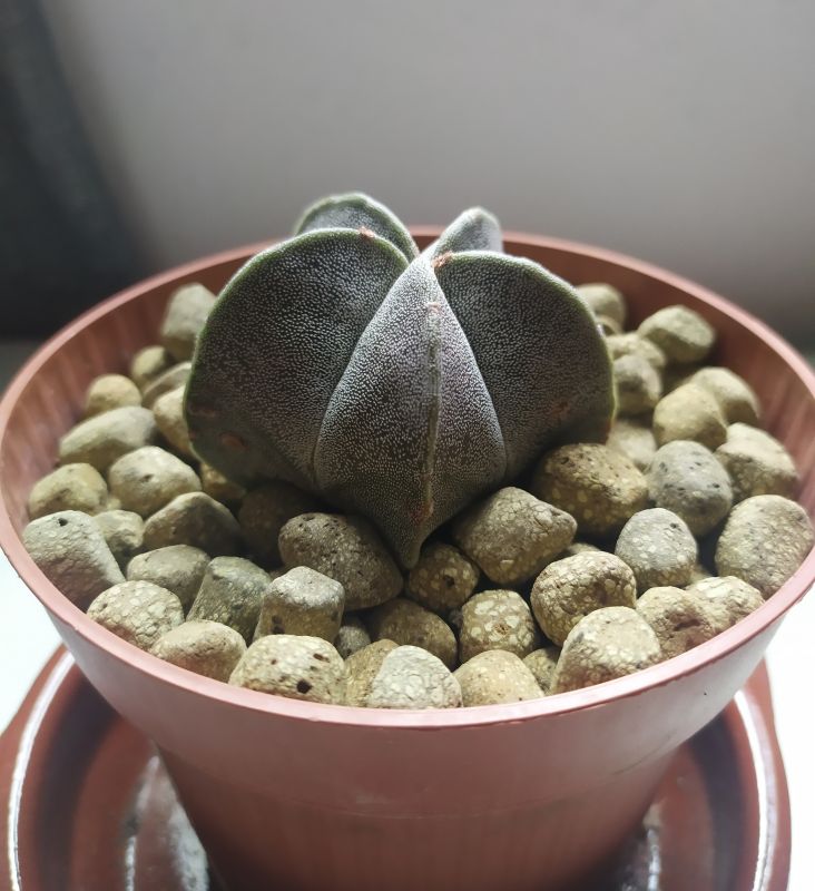 Una foto de Astrophytum myriostigma