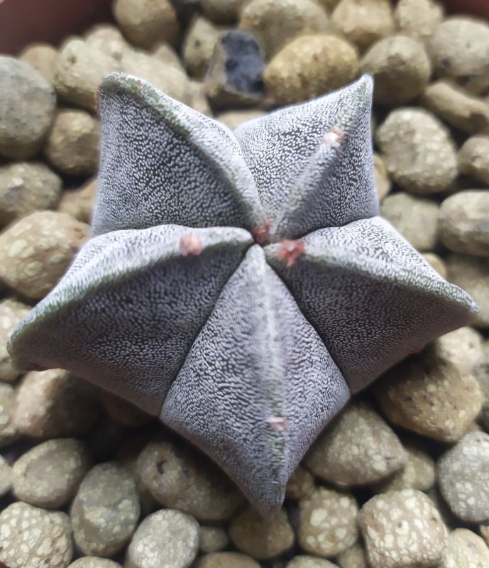 Una foto de Astrophytum myriostigma