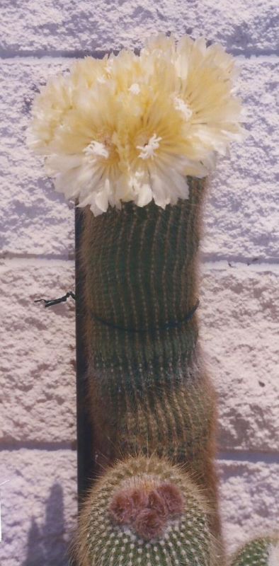 A photo of Parodia leninghausii