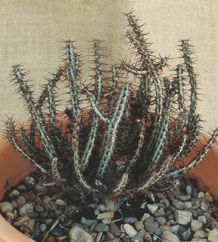 Una foto de Euphorbia aeruginosa