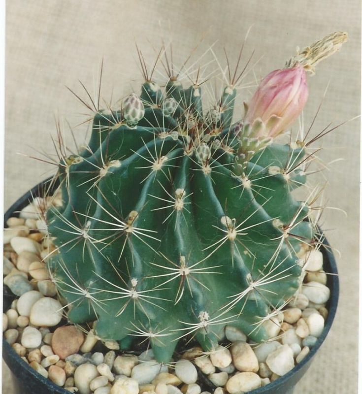 A photo of Thelocactus setispinus