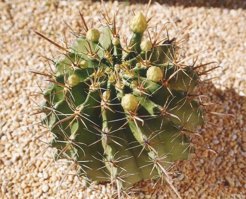 Una foto de Ferocactus peninsulae