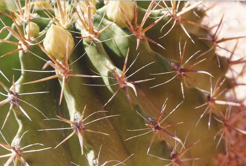 Una foto de Ferocactus peninsulae