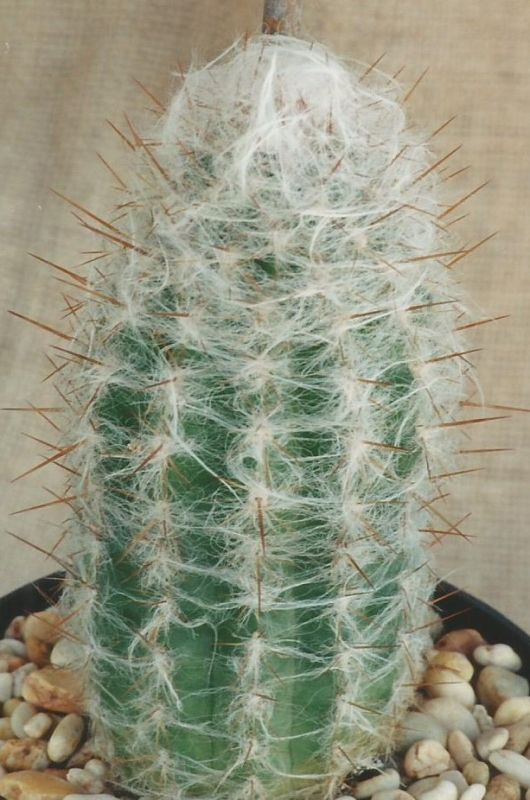 A photo of Oreocereus trollii