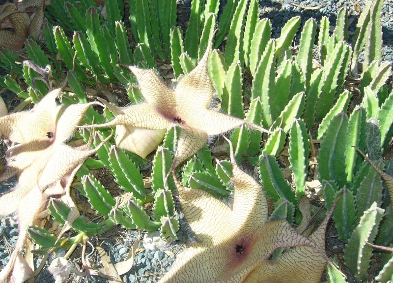 Una foto de Stapelia gigantea