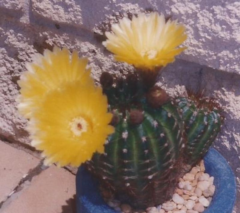 A photo of Parodia ottonis