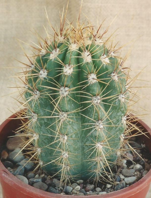 Foto de un cactus que se está identificando actualmente