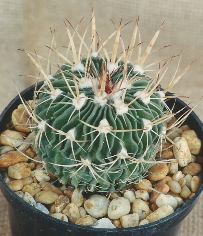 A photo of Stenocactus obvallatus