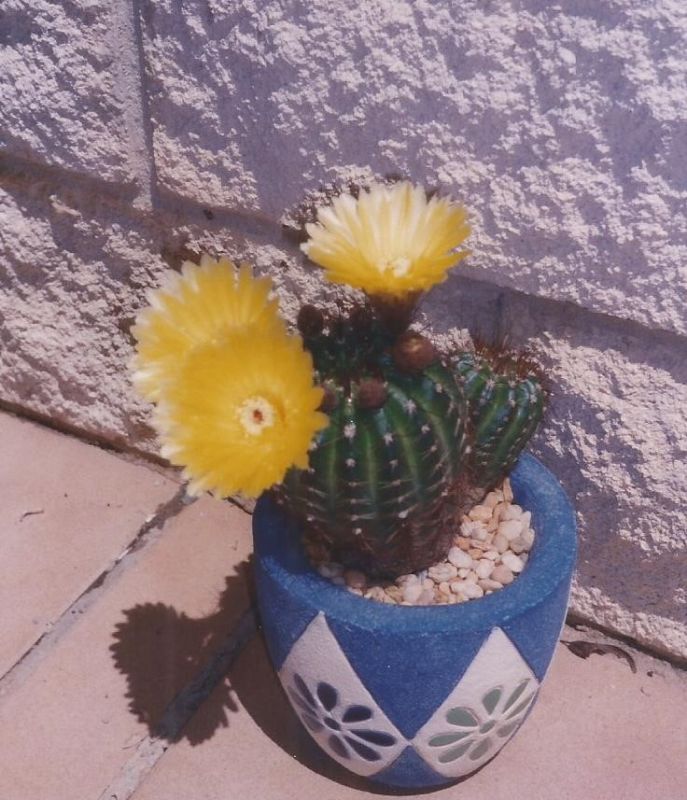 A photo of Parodia ottonis