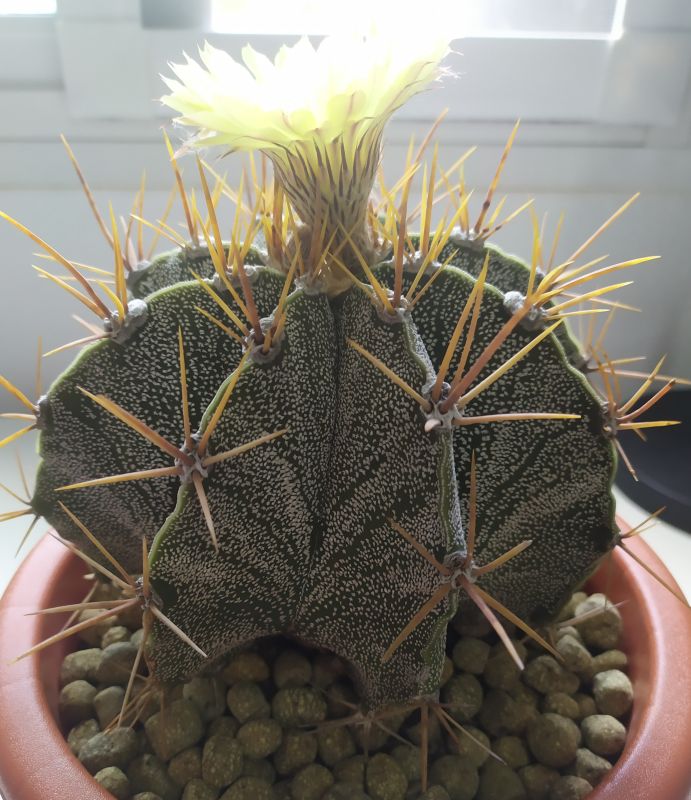 A photo of Astrophytum ornatum