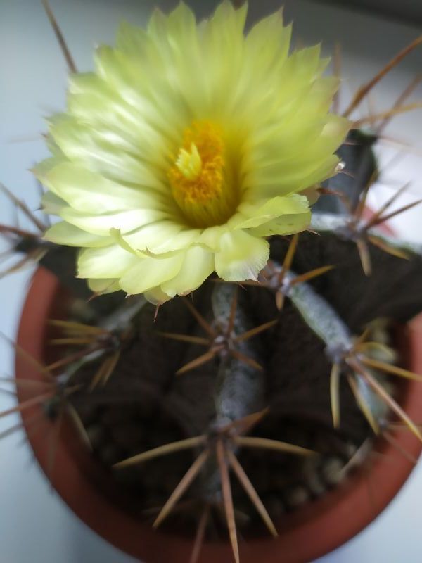 A photo of Astrophytum ornatum