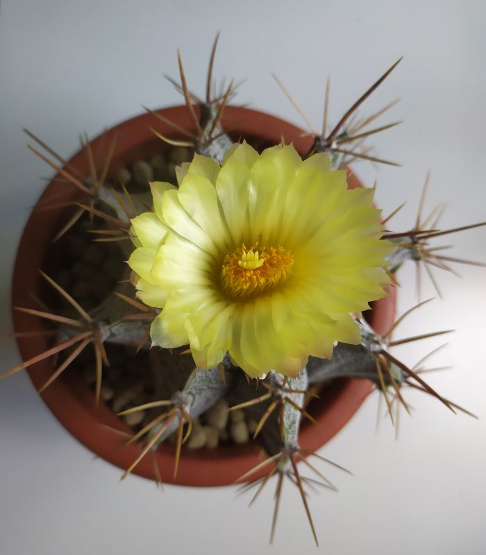 A photo of Astrophytum ornatum